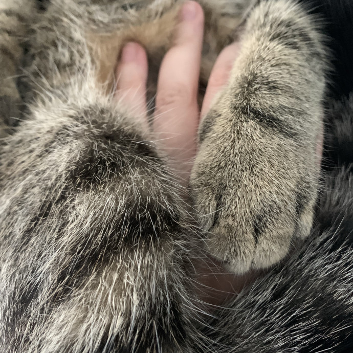 Fear Free Care  Full-Time Cat Sitter