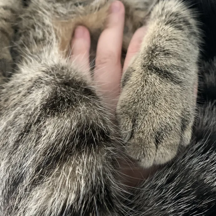 Fear Free Care  Full-Time Cat Sitter