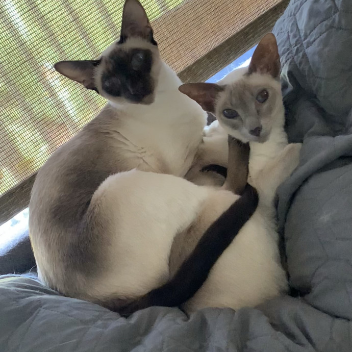 Fear Free Care  Full-Time Cat Sitter