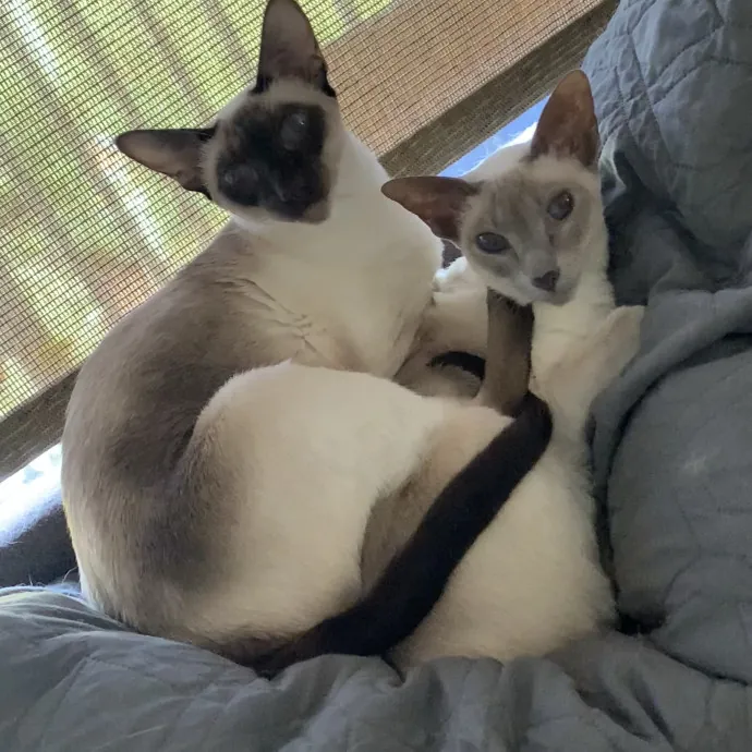 Fear Free Care  Full-Time Cat Sitter