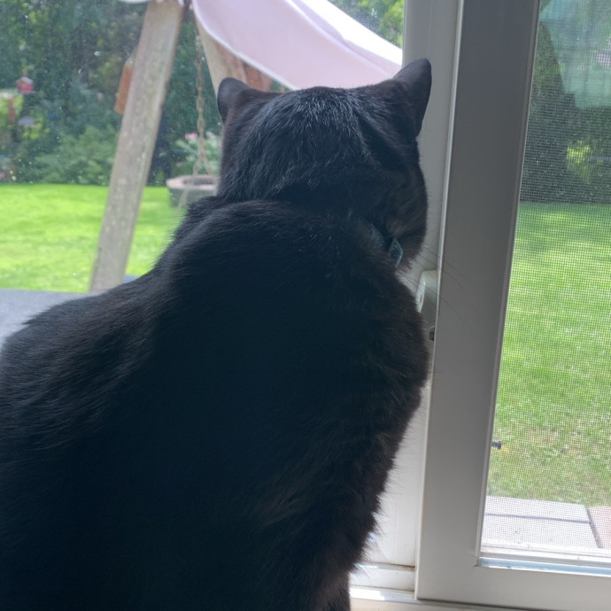 Fear Free Care  Full-Time Cat Sitter