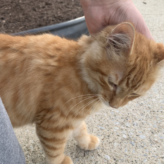 Fear Free Care  Full-Time Cat Sitter