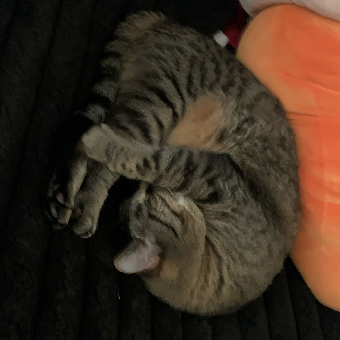 Fear Free Care  Full-Time Cat Sitter