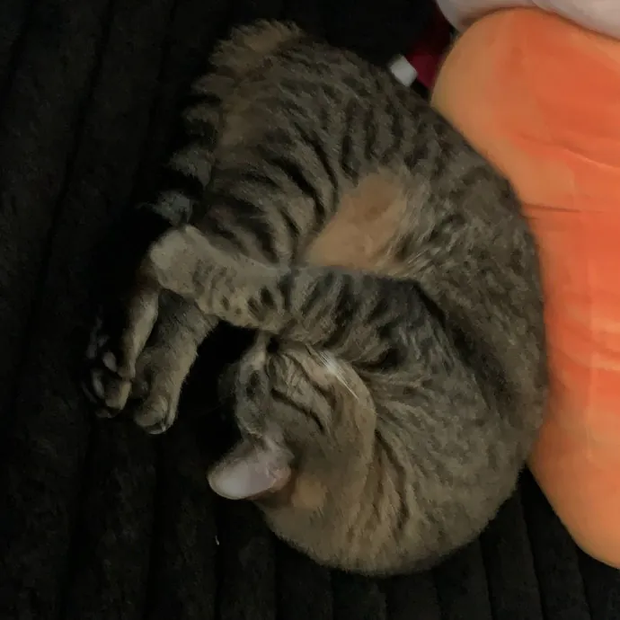 Fear Free Care  Full-Time Cat Sitter