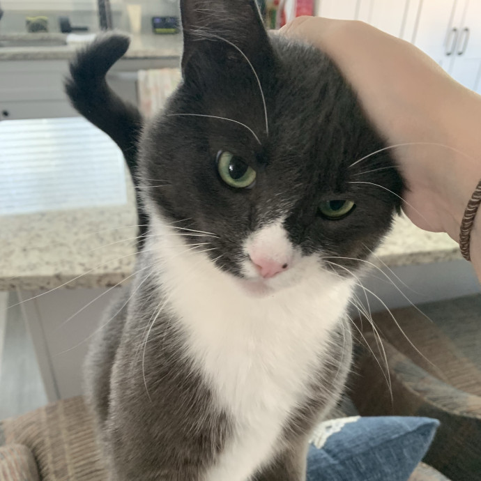 Fear Free Care  Full-Time Cat Sitter