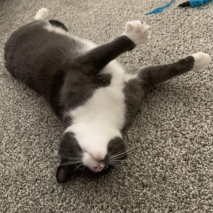 Fear Free Care  Full-Time Cat Sitter