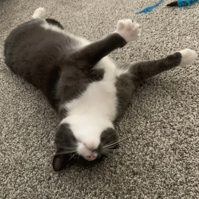 Fear Free Care  Full-Time Cat Sitter