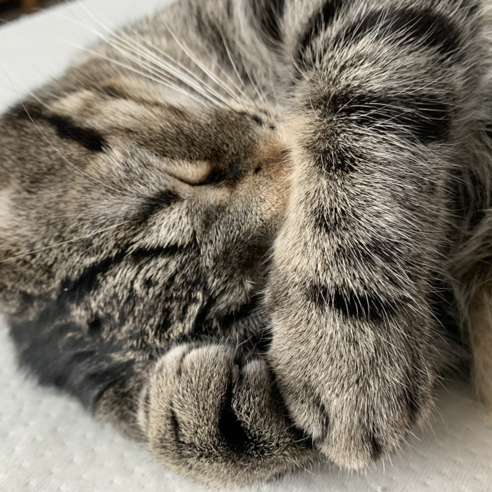 Fear Free Care  Full-Time Cat Sitter
