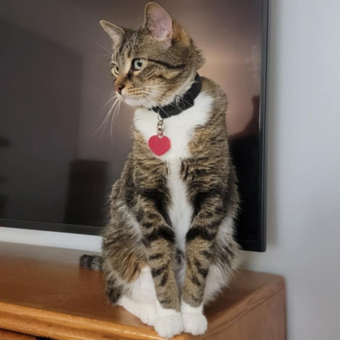 Fear Free Care  Full-Time Cat Sitter