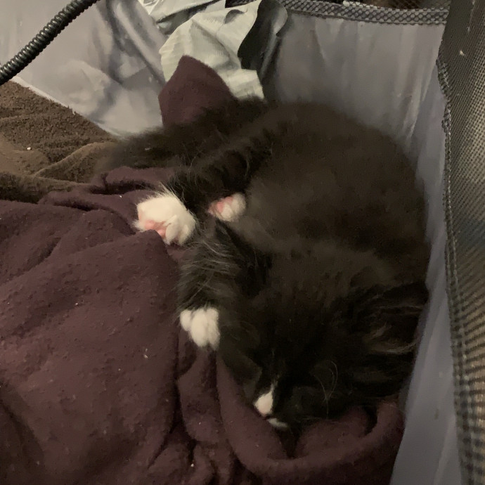 Fear Free Care  Full-Time Cat Sitter