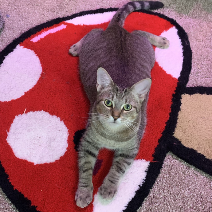Fear Free Care  Full-Time Cat Sitter