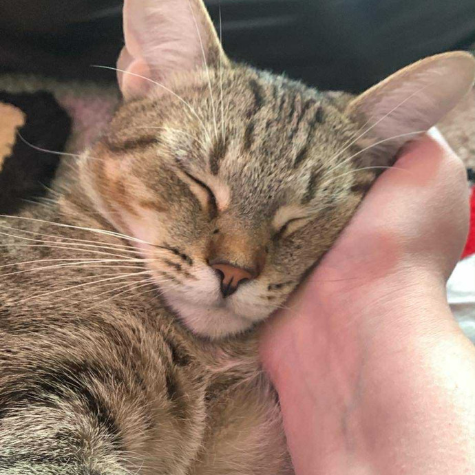 Fear Free Care  Full-Time Cat Sitter