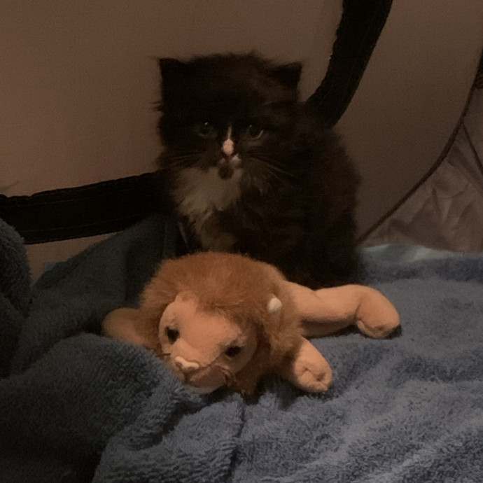 Fear Free Care  Full-Time Cat Sitter