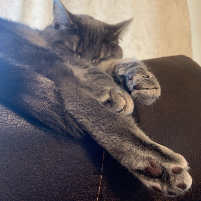 Fear Free Care  Full-Time Cat Sitter