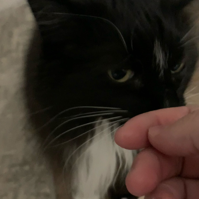 Fear Free Care  Full-Time Cat Sitter