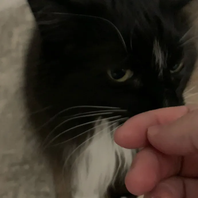 Fear Free Care  Full-Time Cat Sitter