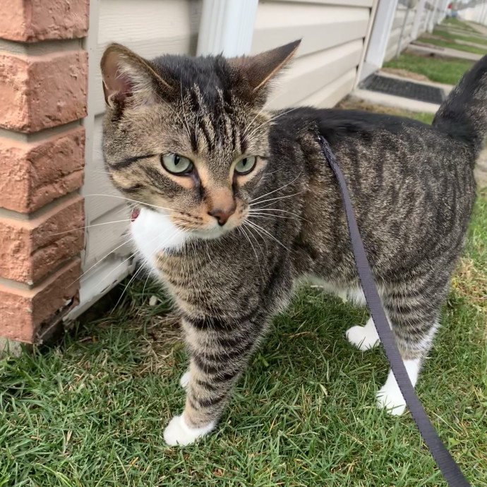 Fear Free Care  Full-Time Cat Sitter