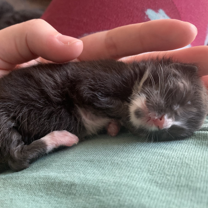 Fear Free Care  Full-Time Cat Sitter