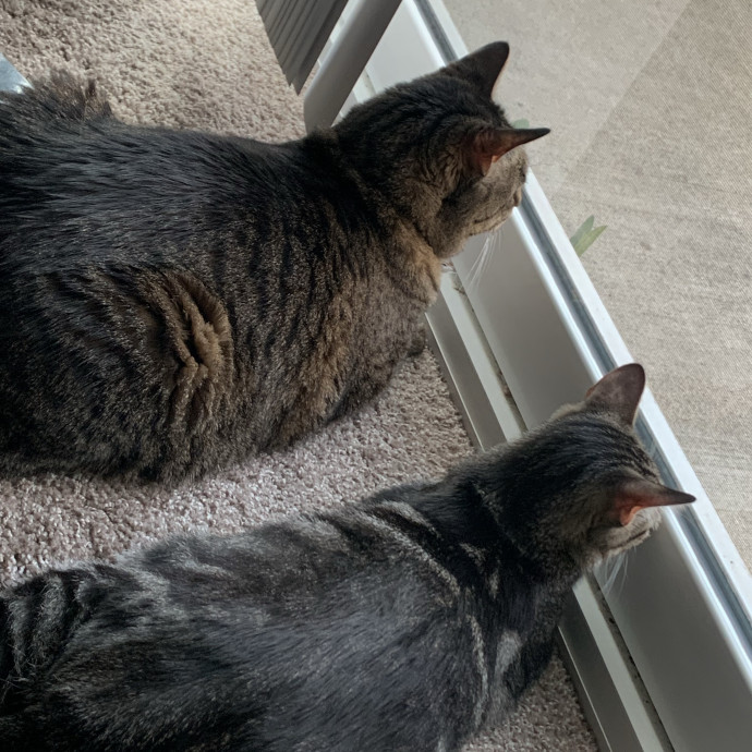 Fear Free Care  Full-Time Cat Sitter