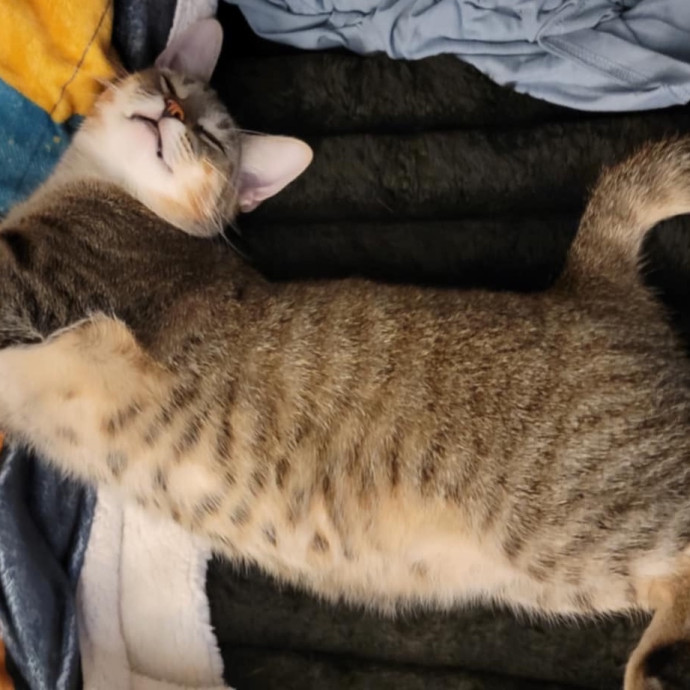 Fear Free Care  Full-Time Cat Sitter
