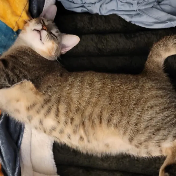 Fear Free Care  Full-Time Cat Sitter