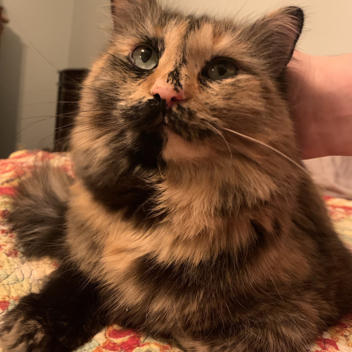 Fear Free Care  Full-Time Cat Sitter