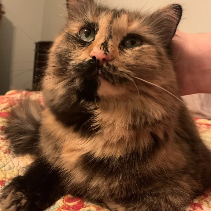 Fear Free Care  Full-Time Cat Sitter