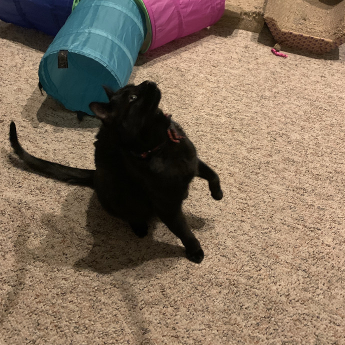 Fear Free Care  Full-Time Cat Sitter