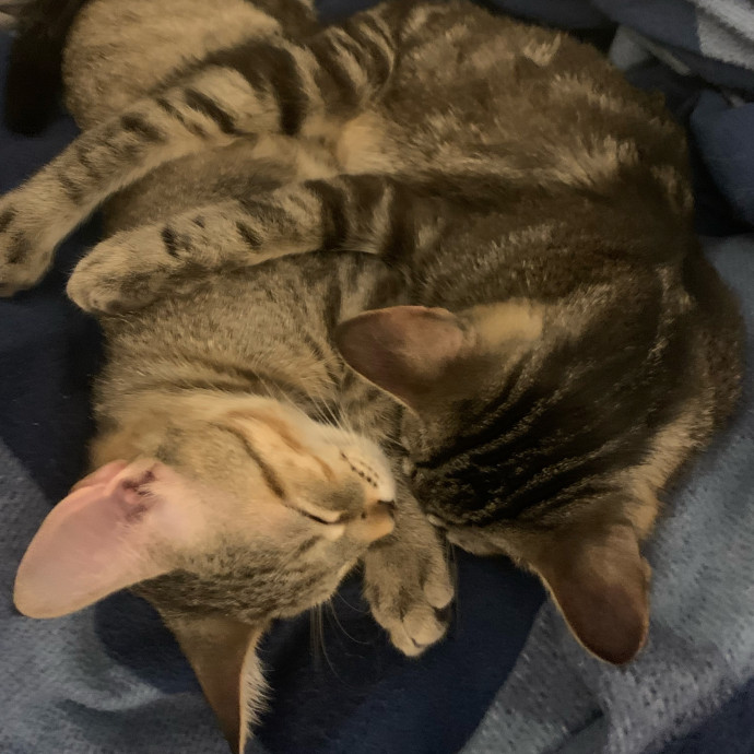 Fear Free Care  Full-Time Cat Sitter