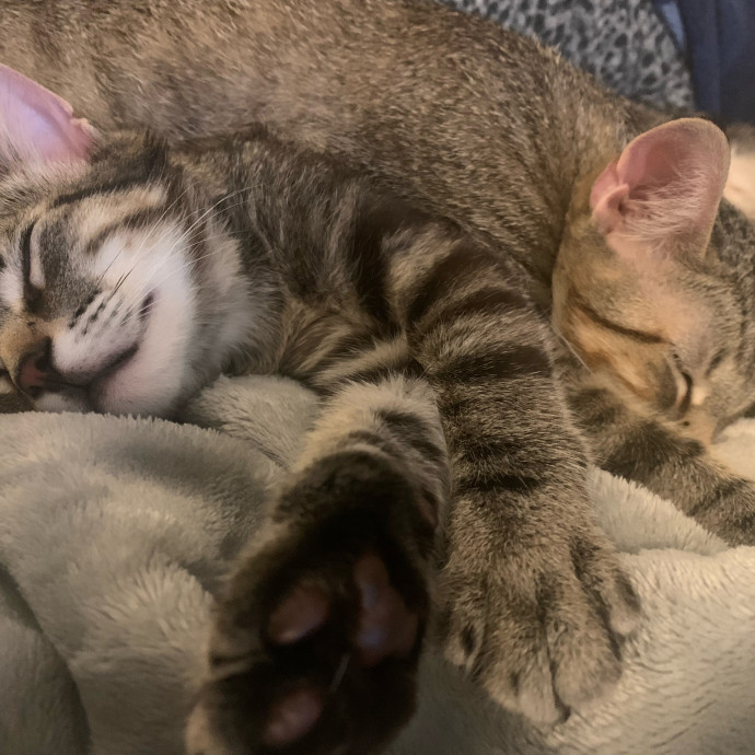 Fear Free Care  Full-Time Cat Sitter