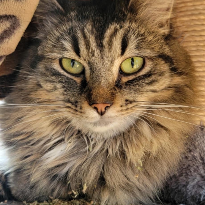 Fear Free Care  Full-Time Cat Sitter photo 3