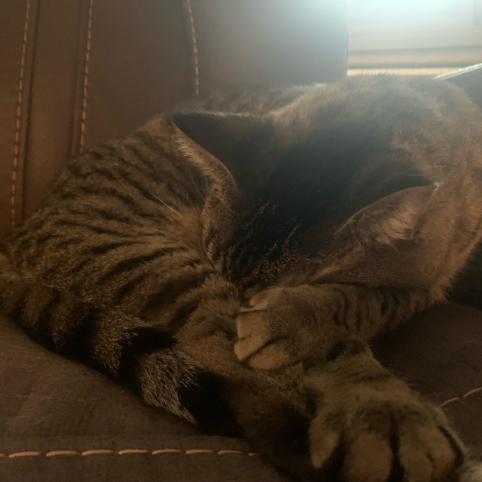 Fear Free Care  Full-Time Cat Sitter photo 2