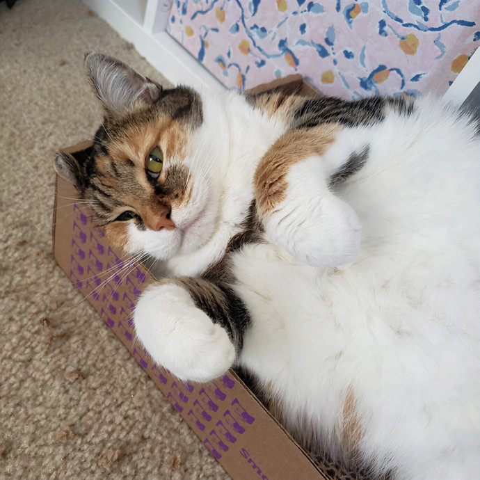 Caroline's Cat Sitting photo 2