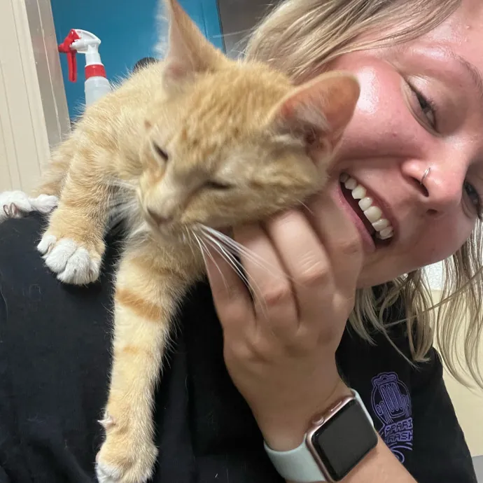 Cat Sanctuary Volunteer For 4 Years photo 2