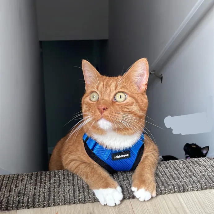 Dana's Philly Cat Sitting Services