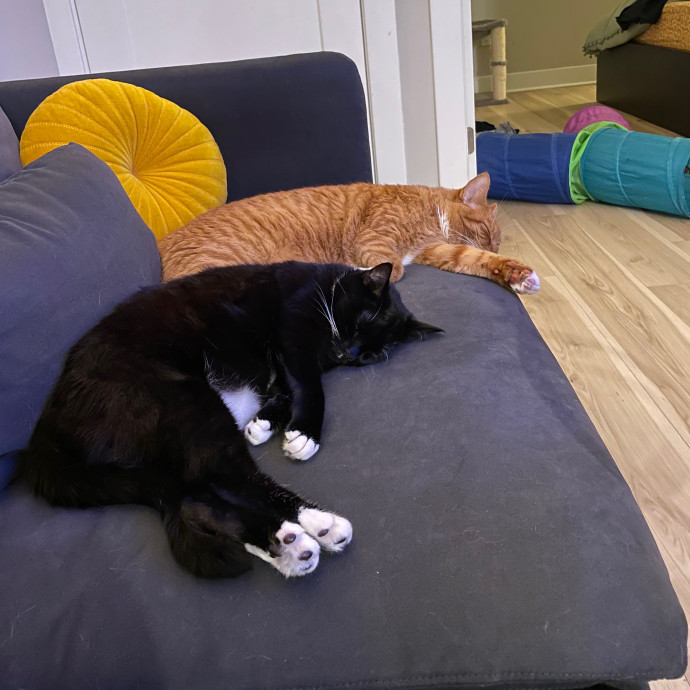 Dana's Philly Cat Sitting Services
