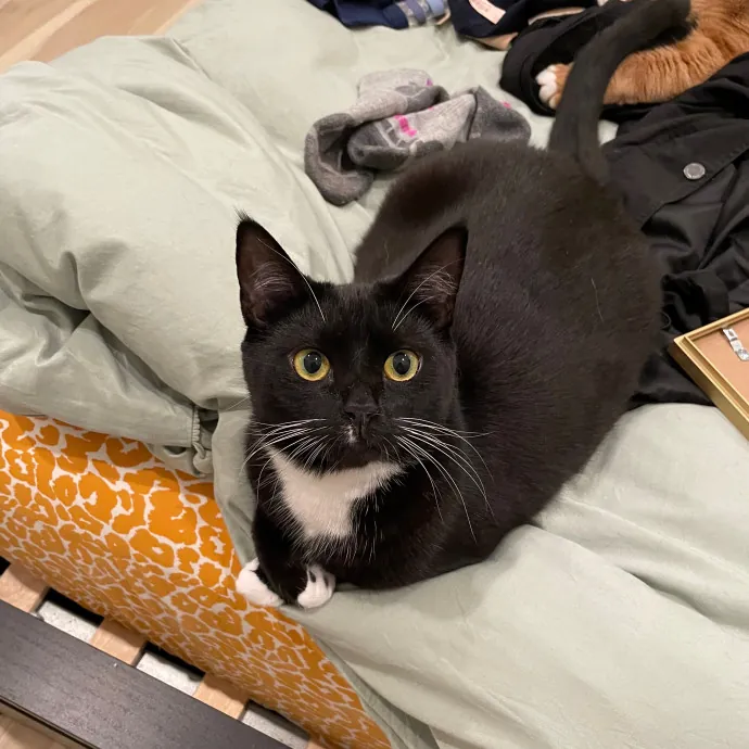 Dana's Philly Cat Sitting Services photo 3