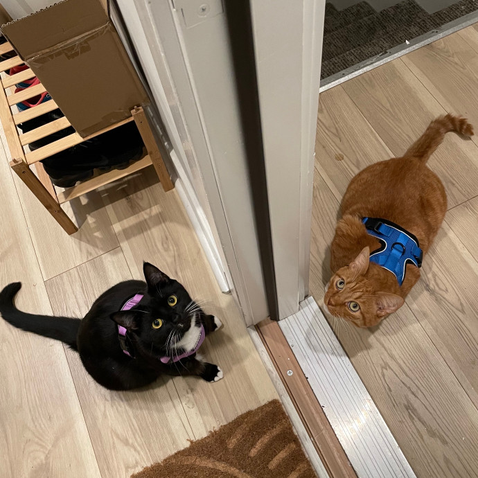 Dana's Philly Cat Sitting Services photo 2