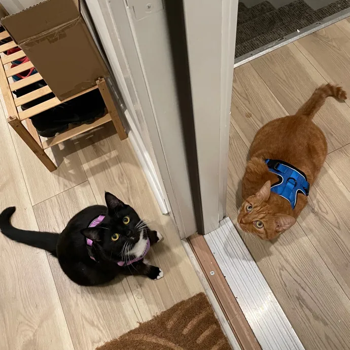 Dana's Philly Cat Sitting Services photo 2