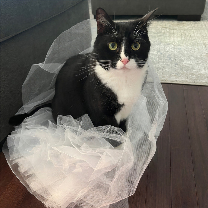 Jen Your Cat's New Best Friend photo 2