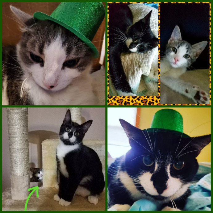Happy Cats Sound Shore