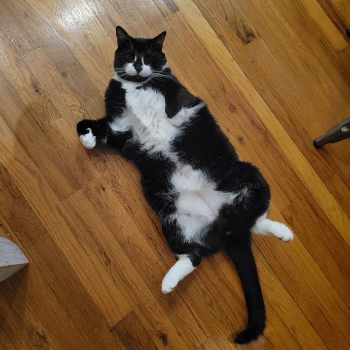 Happy Cats Sound Shore photo 3