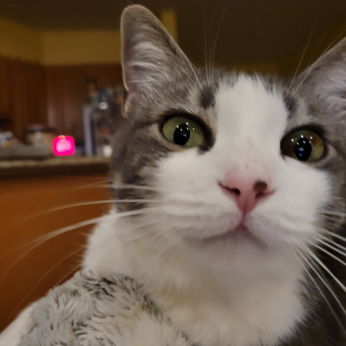 Happy Cats Sound Shore photo 2