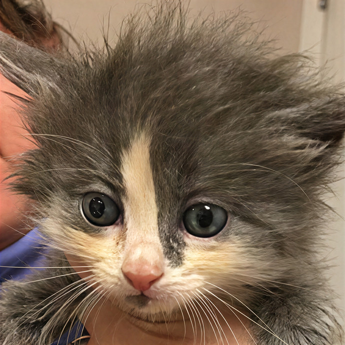 Bastet's Kitten Companion