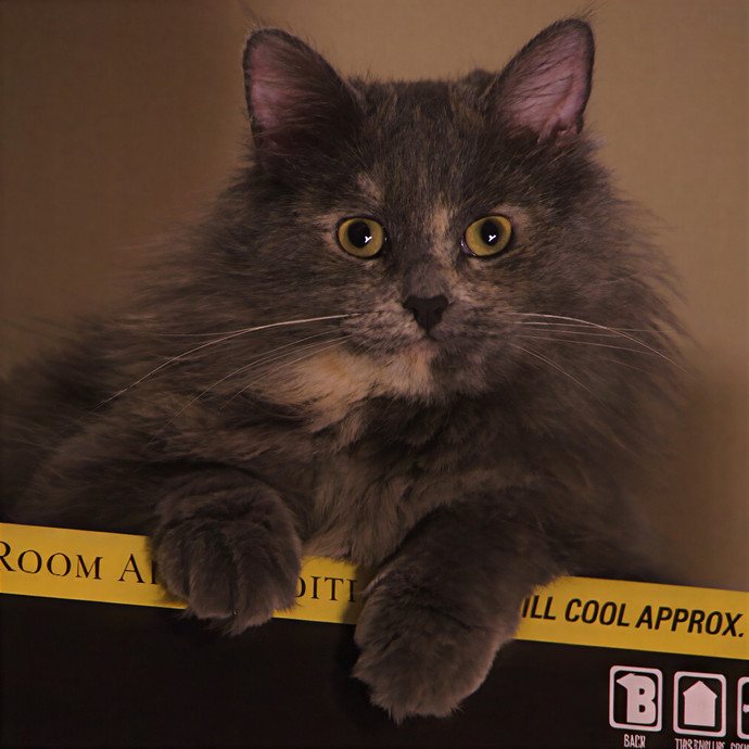 Bastet's Kitten Companion