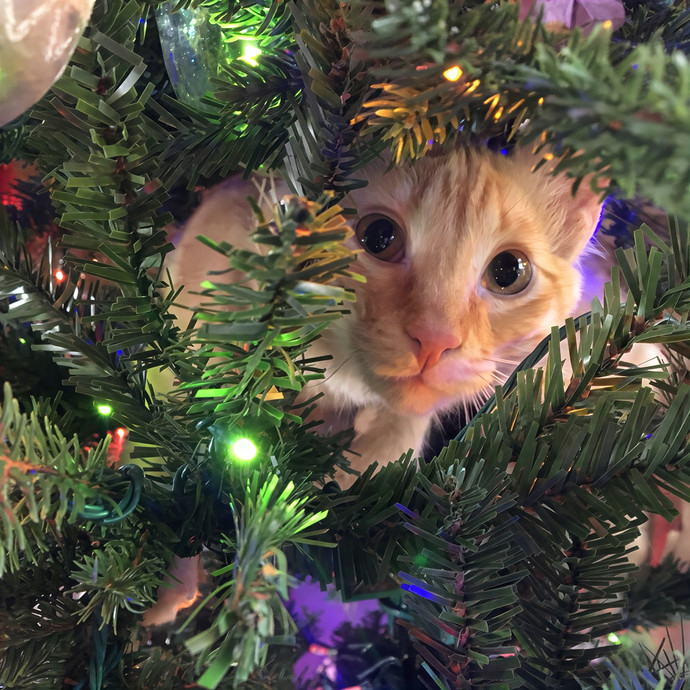 Bastet's Kitten Companion