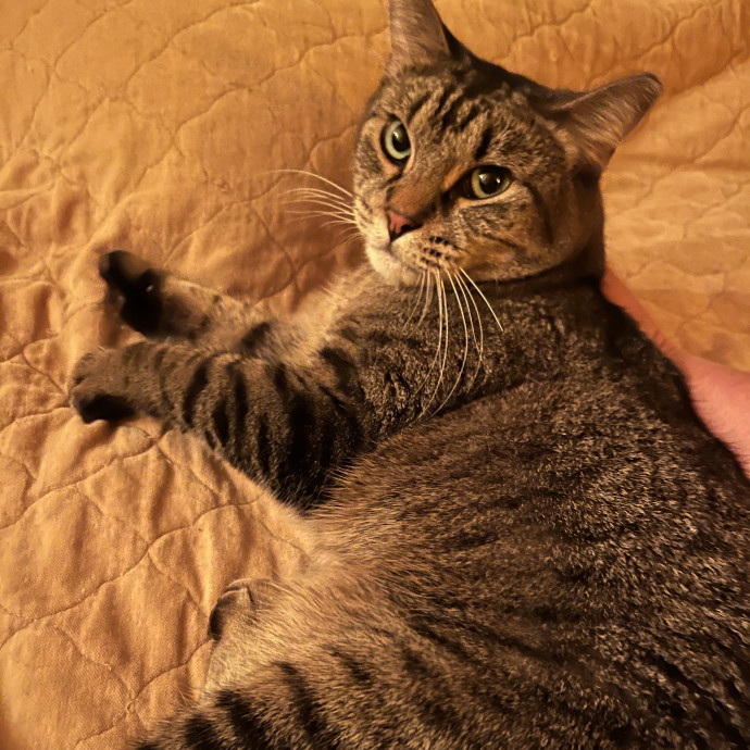 Bastet's Kitten Companion photo 3