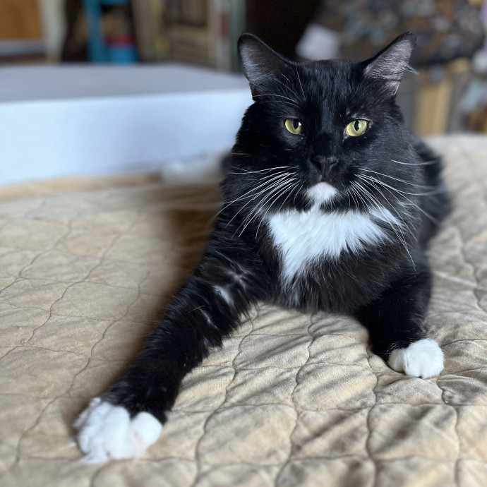 Bastet's Kitten Companion photo 2