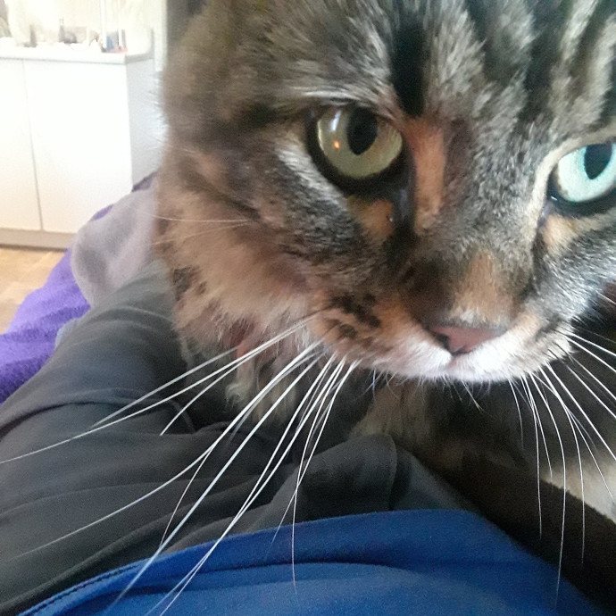 Bubbles The Cats Dad photo 3