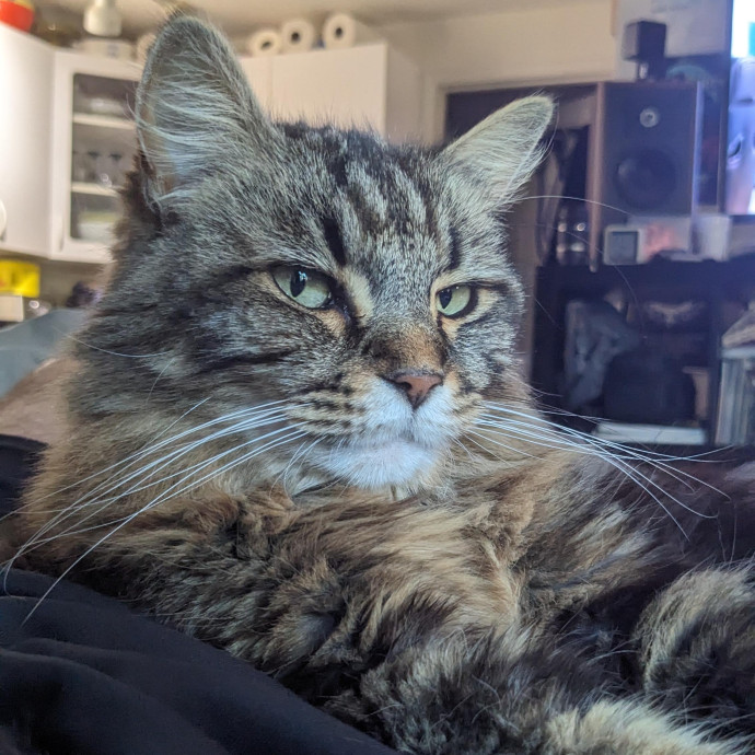 Bubbles The Cats Dad photo 2